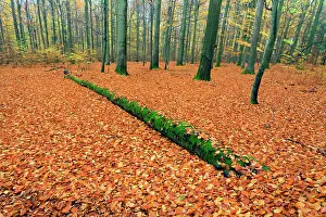Bramwald: Beech Woodland - autumn colour Bramwald Forest