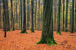 Bramwald: Beech Woodland - autumn colour Bramwald Forest