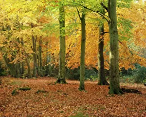 David C Dixon: BEECHES - autumn