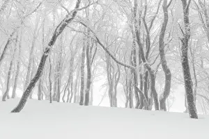 Beeches: Beeches (Fagus) in dense fog, Switzerland, Europe