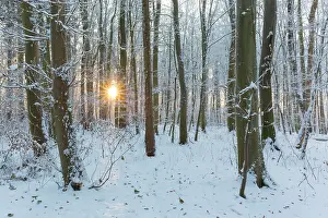 Beech: Beechforest winter