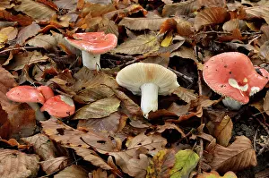 Nobilis: Beechwood sickener, Chaumontel, For t de Coye