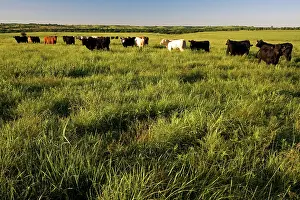 Prairie: Beef Cattle