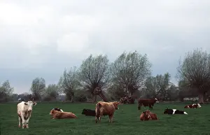 Beef: BEEF CATTLE IN FIELD