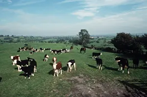 Beef: Beef cattle grazing