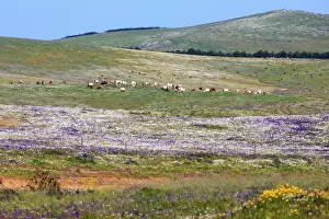 Beef: Beef Cattle - herd grazing on meadow Alentejo, Portugal