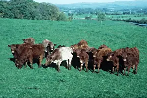 R T Smith: BEEF CATTLE - young herd