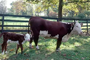 Beef: Beef Cow with Calf