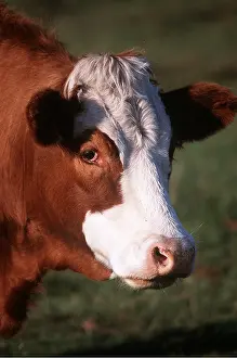 Beef: BEEF COW - CLOSE UP