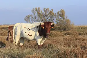 Beef: Beef used to conduct the bulls camargue