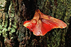 Hepatica: Beefsteak Fungi