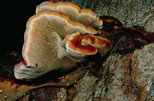 Hepatica: Beefsteak Fungi