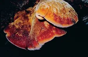 Hepatica: Beefsteak Fungus