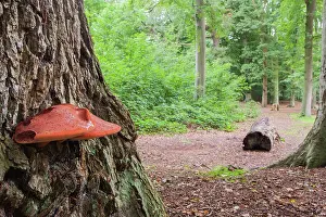 Hepatica: Beefsteak Fungus