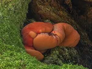 Robur: Beefsteak fungus, Fistulina hepatica, still grow