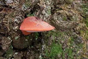 Hepatica: Beefsteak / Polypore / Ox Tongue Fungus Autumn