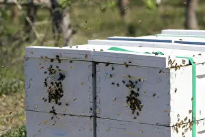 Beehive: Beehive in an Apiary