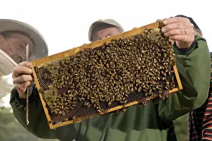 Hive: Beehive Frame