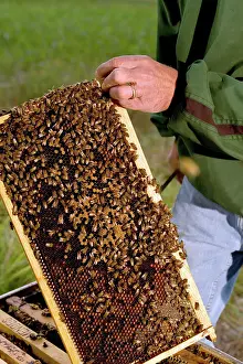 Hive: Beehive Frame
