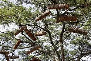 Apiaries: Beehive in the trees