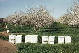 Pollinators: Beehives in California