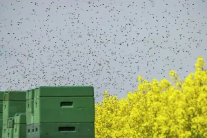 Beehive: Beehives next to a flowering rape field, bees in