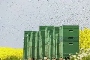 Beehive: Beehives next to a flowering rape field, bees in