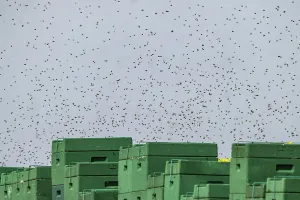 Beehive: Beehives next to a flowering rape field, bees in