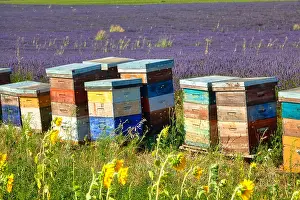 Provence: Beehives in a lavender field, Provence-Alpes-Caete