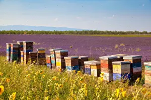 Provence: Beehives in a lavender field, Provence-Alpes-Caete