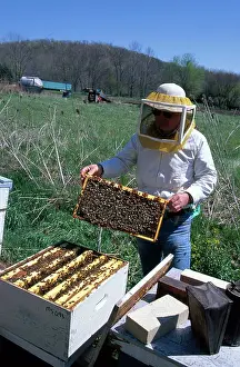 Comb: Beekeeper With Bees