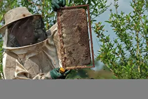 Smoking: Beekeeper extracting honey from hive