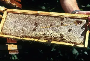 Comb: Beekeeper with Honeycomb