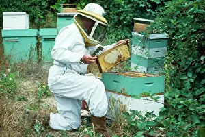 Beekeepers: Beekeeper - lifts comb frame out to harvest honey