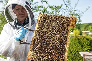 Comb: Beekeeper with protective suit controls honeyBees