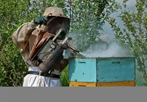 Smoking: Beekeeper Smoking Hive