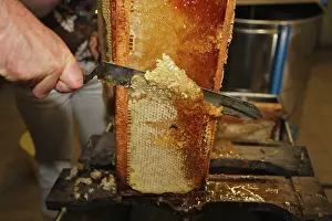 Release: Beekeepers - cutting comb with knife to release honey