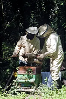 Beekeepers: Beekeepers - opening hive & using smoker to subdue