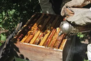 Beekeepers: Beekeepers - opening hive & using smoker to subdue