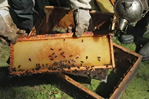 Beekeepers: Beekeepers - opening hive & using smoker to subdue