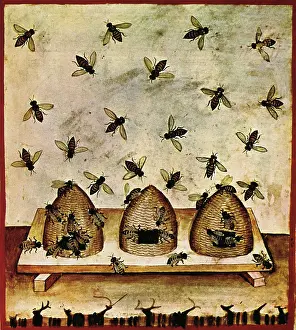 Book: Beekeeping, Arabic Medical Book, 14th C
