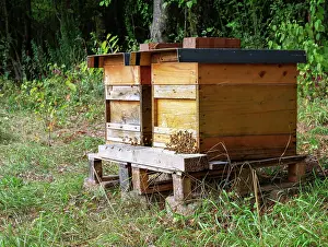 Beehive: Beekeeping - bees flying to a wooden beeyard