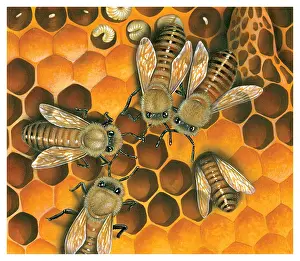Miles Kelly Publishing: Bees in honeycomb