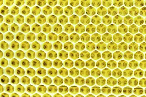 Beehive: Beeswax, freshly removed honeycomb, Bavaria, Germany