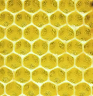 Beehive: Beeswax, freshly removed honeycomb, Bavaria, Germany