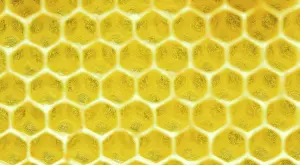Beehive: Beeswax, freshly removed honeycomb, Bavaria, Germany