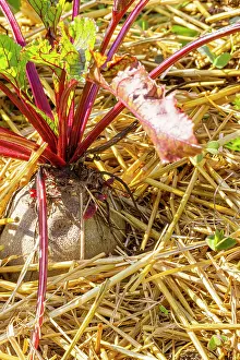 Isolation: Beet Rouge Bolivar
