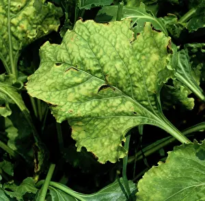 Beet: Beet Yellows Virus on Sugar Beet leaf