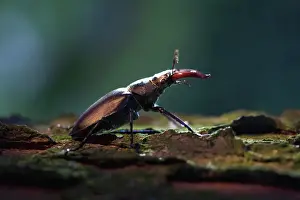 Cooperation: Beetle