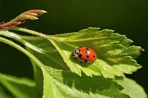 Punctata: Beetle, Adalia decempunctata. Allindelille Fredskov